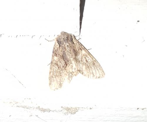 Réf. 217 129 : Mniotype sp.